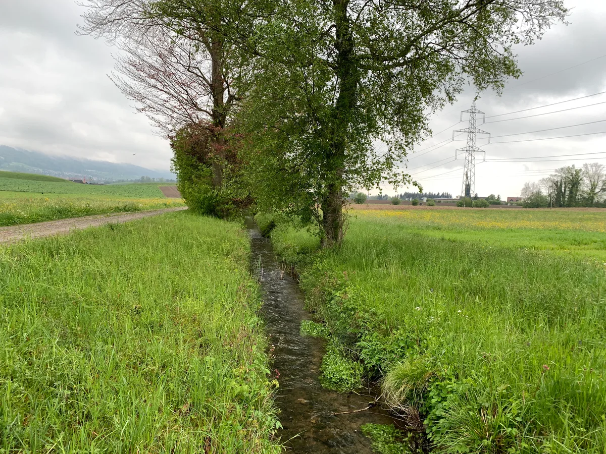 Ein Bach fliesst durch Wiesen und Bäume.